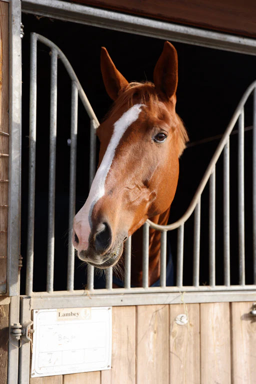 Drainage du cheval