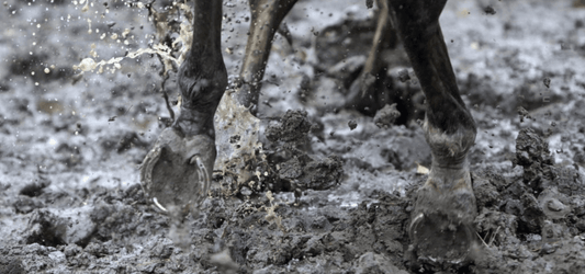 La gale de boue chez le cheval : causes, symptômes, traitements et prévention