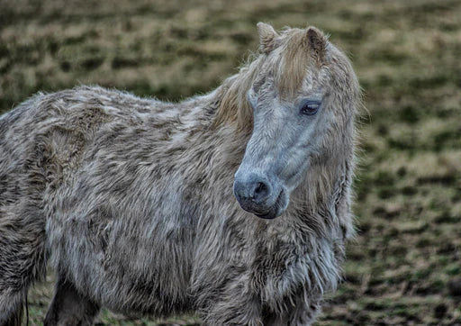 Syndrome de Cushing chez le cheval