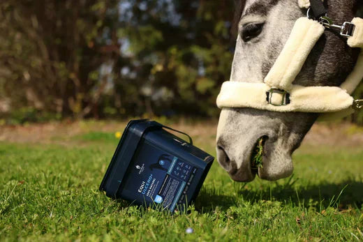 L'ulcère gastrique chez le cheval : causes, symptômes, prévention et soutien naturelles