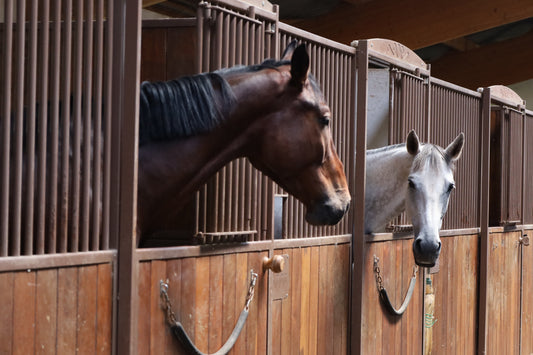 Les bases d’une alimentation équilibrée pour votre cheval