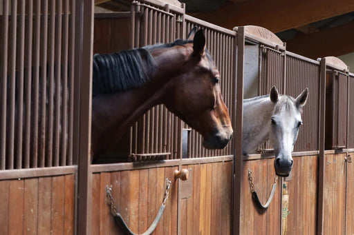 Alimentation équilibrée du cheval