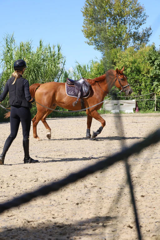 Articulations du cheval
